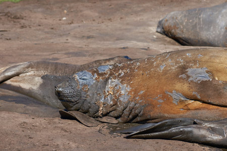 Southern Elephant Seals (Mirounga leonina) hauled out to moult on the coast of Carcass Island in the Falkland Islands.の写真素材
