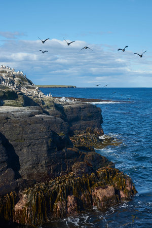 King Cormorant (Phalacrocorax atriceps albiventer) flying along the coast of Bleaker Island on the Falkland Islands. Large group of birds on the cliffs.の写真素材