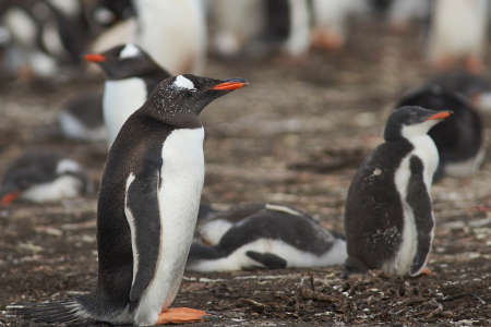 Colony of Gentoo Penguins (Pygoscelis papua) with chicks on Bleaker Island in the Falkland Islandsの写真素材