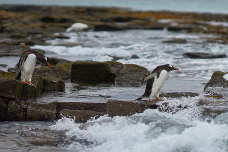 Gentoo Penguin (Pygoscelis papua) heading to sea early in the morning on a rocky kelp strewn beach on Bleaker Island in the Falkland Islands.の写真素材