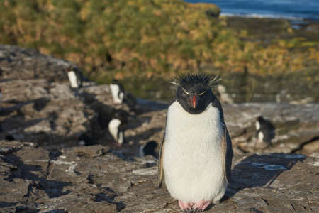 Rockhopper Penguin (Eudyptes chrysocome) on the cliffs of Bleaker Island in the Falkland Islandsの写真素材