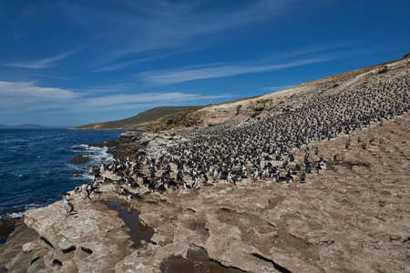Large breeding colony of Imperial Shag (Phalacrocorax atriceps albiventer) on the coast of Carcass Island in the Falkland Islands.の写真素材