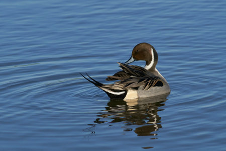 Male Northern Pintail (Anas acuta) on a lake at Slimbridge in Gloucestershire whilst wintering in the United Kingdom.の写真素材