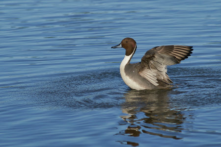 Male Northern Pintail (Anas acuta) on a lake at Slimbridge in Gloucestershire whilst wintering in the United Kingdom.の写真素材
