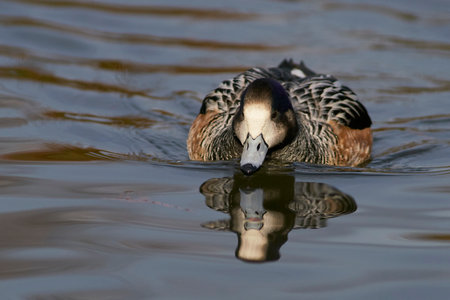 Chiloe Wigeon (Mareca sibilatrix) interacting on a pond at Slimbridge in Gloucestershire, United Kingdomの写真素材