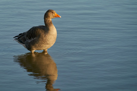 Greylag Geese (Anser anser) on a lake during winter at Slimbridge in Gloucestershire, England.の写真素材