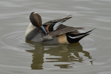 Male Northern Pintail (Anas acuta) on a lake at Slimbridge in Gloucestershire whilst wintering in the United Kingdom.の写真素材
