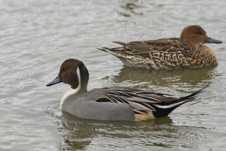 Male Northern Pintail (Anas acuta) on a lake at Slimbridge in Gloucestershire whilst wintering in the United Kingdom.の写真素材