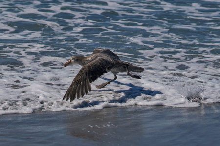 Southern Giant Petrel (Macronectes giganteus) taking off from the coast of Sea Lion Island in the Falkland Islands.の写真素材