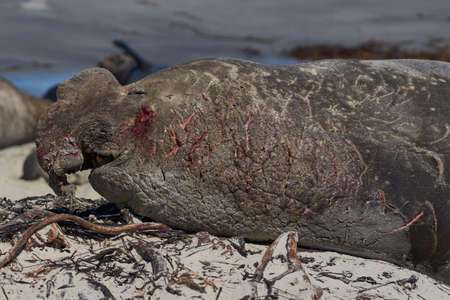 Battle scarred male Southern Elephant Seal (Mirounga leonina) lying on a sandy beach on Sea Lion Island in the Falkland Islands.の写真素材