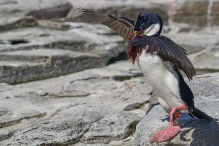 Imperial Shag (Phalacrocorax atriceps albiventer) carrying seaweed to be used as nesting material on Sea Lion Island in the Falkland Islandsの写真素材