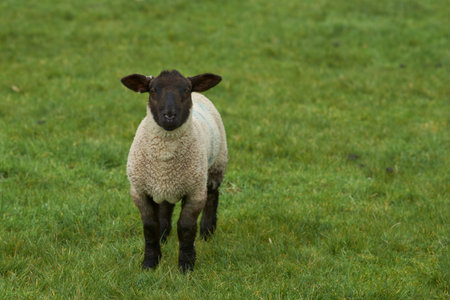 Sheep and lambs in lush green fields of the Woolley Valley, an Area of Outstanding Natural Beauty in...