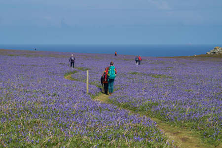 Skomer Island, Wales - May 12, 2021: Vistors walking through a carpet of bluebells (Hyacinthoides non-scripta) in spring on Skomer Island off the coast of Pembrokeshire in Wales, United Kingdomの写真素材