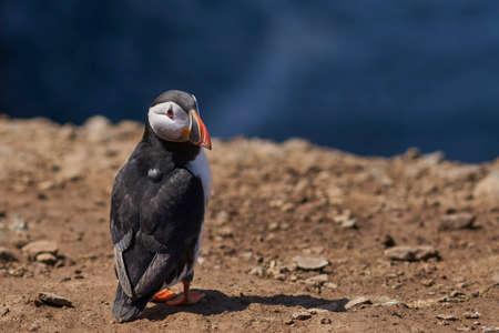 Atlantic puffin (Fratercula arctica) in spring on Skomer Island off the coast of Pembrokeshire in Wales, United Kingdomの写真素材