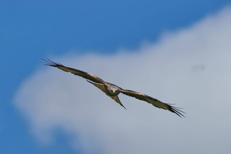 Red Kite (Milvus milvus) flying against a blue sky dotted with clouds.