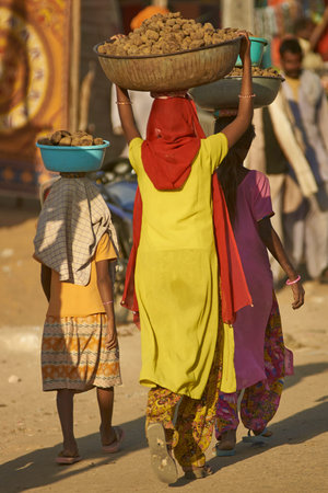 Pushkar, Rajasthan, India - November 4, 2008: Group of females carrying baskets containing camel...