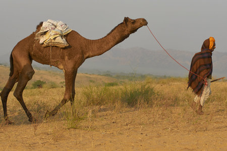 Pushkar, Rajasthan, India - November 6, 2008: Camel herder arriving at the annual Pushkar Fair in...