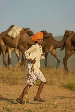 Pushkar, Rajasthan, India - November 6, 2008: Camel herder arriving at the annual Pushkar Fair in Rajasthan, India.のeditorial素材