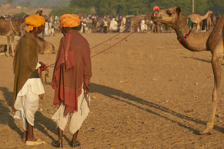 Pushkar, Rajasthan, India - November 9, 2008: Group of camel herders at the annual Pushkar Fair in...
