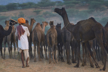 Pushkar, Rajasthan, India - November 6, 2008: Camel herder arriving at the annual Pushkar Fair in...