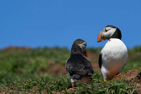 Atlantic puffin (Fratercula arctica) socialising on Skomer Island off the coast of Pembrokeshire in Wales, United Kingdomの写真素材