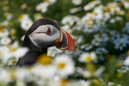 Atlantic puffin (Fratercula arctica) amongst summer flowers on Skomer Island off the coast of Pembrokeshire in Wales, United Kingdomの写真素材
