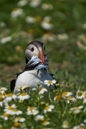 Atlantic puffin (Fratercula arctica) carrying small fish in its beak to feed its chick on Skomer Island off the coast of Pembrokeshire in Wales, United Kingdomの写真素材