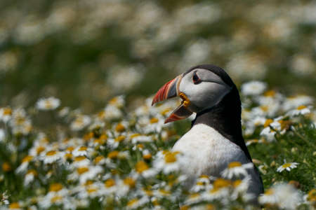 Atlantic puffin (Fratercula arctica) calling on Skomer Island off the coast of Pembrokeshire in Wales, United Kingdomの写真素材