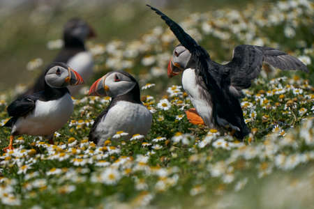 Atlantic puffin (Fratercula arctica) socialising on Skomer Island off the coast of Pembrokeshire in Wales, United Kingdomの写真素材