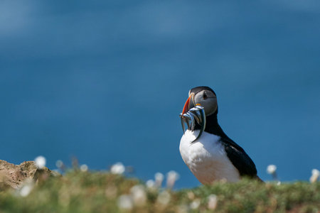Atlantic puffin (Fratercula arctica) with small fish in its beak to feed its chick on the cliffs of...