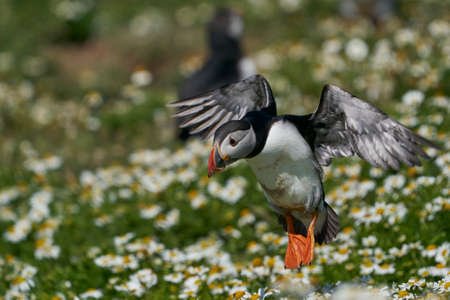 Atlantic puffin (Fratercula arctica) landing amongst summer flowers on Skomer Island off the coast of Pembrokeshire in Wales, United Kingdomの写真素材