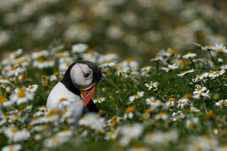 Atlantic puffin (Fratercula arctica) amongst summer flowers on Skomer Island off the coast of Pembrokeshire in Wales, United Kingdomの写真素材
