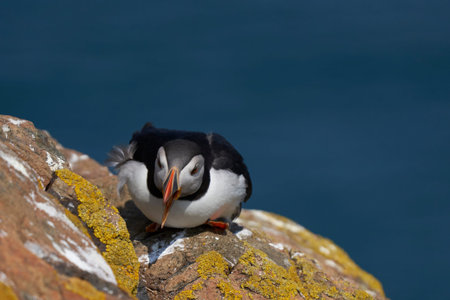 Atlantic puffin (Fratercula arctica) on the cliffs of Skomer Island off the coast of Pembrokeshire...