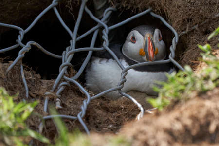 Wild puffin (Fratercula arctica) nesting in a burrow located behind wire used to prevent erosion of the cliffs on Skomer Island off the coast of Pembrokeshire in Wales, United Kingdomの写真素材