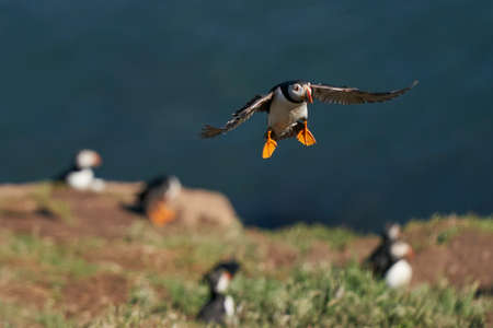 Atlantic puffin (Fratercula arctica) coming in to land on Skomer Island in Pembrokeshire in Wales, United Kingdomの写真素材