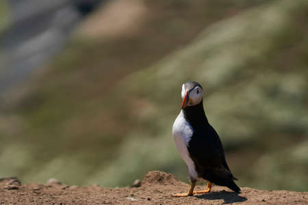 Atlantic puffin (Fratercula arctica) on the cliffs of Skomer Island off the coast of Pembrokeshire in Wales, United Kingdomの写真素材