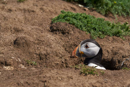 Puffin (Fratercula arctica) inside its nesting burrow on Skomer Island off the coast of Pembrokeshire in Wales, United Kingdomの写真素材