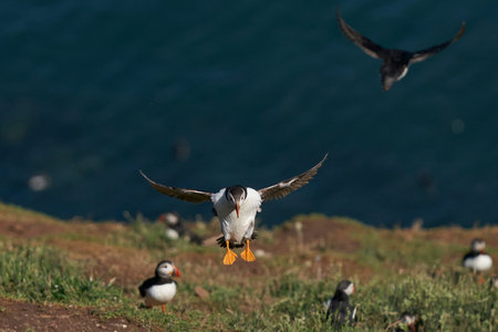 Atlantic puffin (Fratercula arctica) coming in to land on Skomer Island in Pembrokeshire in Wales,...
