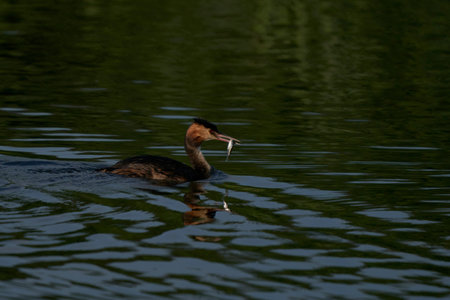 Great Crested Grebe (Podiceps cristatus) with a recently caught fish in its beak swimming on a lake...