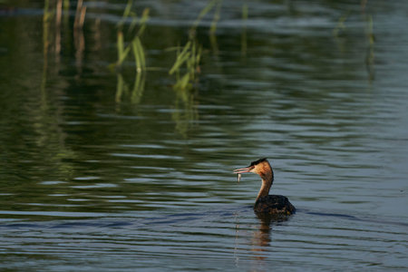 Great Crested Grebe (Podiceps cristatus) with a recently caught fish in its beak swimming on a lake...