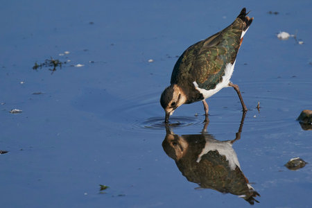 Lapwing (Vanellus vanellus) drinking from a shallow lake at Langford Lakes Nature Reserve in...