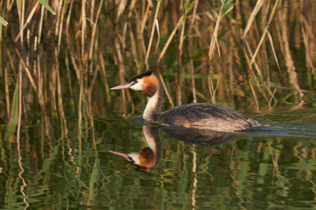 Great Crested Grebe (Podiceps cristatus) on a lake at Ham Wall in Somerset, United Kingdom.