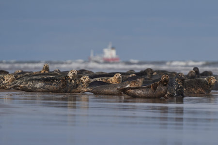Grey Seal (Halichoerus grypus) on a sandbank off the coast of Lincolnshire in England, United...