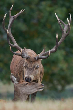 Dominant Red Deer stag (Cervus elaphus) and hind nuzzle during the annual rut in Bradgate Park, Leicestershire, England.の写真素材