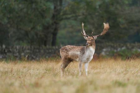 Fallow Deer stag (Dama dama) during the annual rut in Bradgate Park, Leicestershire, England.の写真素材