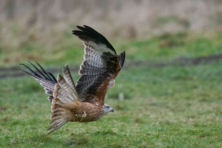 Red Kite (Milvus milvus) flying low to pick up food at Gigrin Farm in Wales, United Kingdom.の写真素材