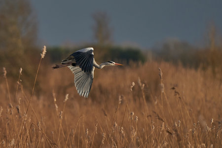 Grey Heron (Ardea cinerea) flying low over a reed bed whilst collecting nesting material at Ham Wall in Somerset, England, United Kingdom.の写真素材