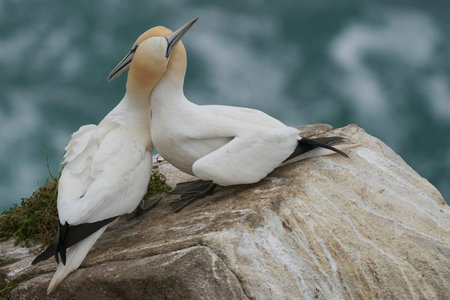 Gannets (Morus bassanus) courting on Great Saltee Island off the coast of Ireland.の写真素材