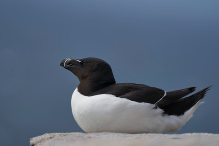 Razorbill (Alca torda) on a cliff during the breeding season on Great Saltee Island off the coast of Ireland.の写真素材