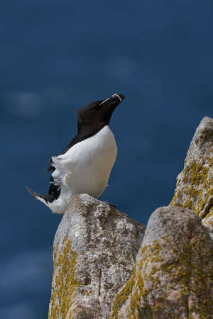 Razorbill (Alca torda) on a cliff during the breeding season on Great Saltee Island off the coast of Ireland.の写真素材